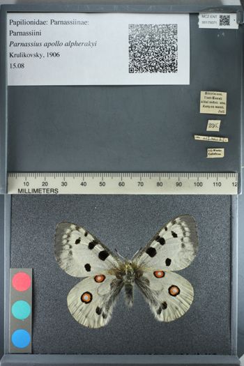 Media type: image;   Entomology 175071